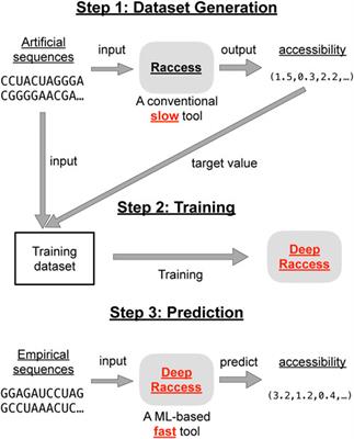 DeepRaccess: high-speed RNA accessibility prediction using deep learning